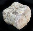 Hadrosaur Caudal (Tail) Vertebra - Montana #28275-1